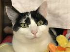 Adopt Salem a Black & White or Tuxedo Domestic Shorthair (short coat) cat in