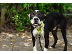 Adopt Noodle a Black - with White Mixed Breed (Medium) / Mixed dog in Houston