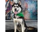 Adopt Terry a Black Husky / Mixed dog in Yuma, AZ (38368724)