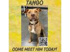 Adopt Tango a Tan/Yellow/Fawn Mixed Breed (Medium) / Mixed dog in Dickinson