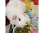 Adopt Jenny a Guinea Pig small animal in Bedford, NH (38364040)