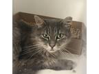 Adopt Violet a Gray or Blue Domestic Mediumhair / Mixed cat in Philadelphia