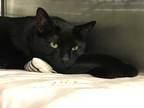 Adopt Onyx a All Black Domestic Shorthair (short coat) cat in CHESAPEAKE
