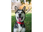 Adopt Alpha a White Husky / Mixed dog in Yakima, WA (38505526)