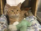 Adopt Lucas a Orange or Red Tabby Domestic Shorthair (short coat) cat in
