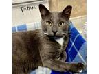 Adopt Sage a Domestic Short Hair