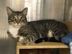 Adopt Cloud a Black & White or Tuxedo Domestic Shorthair (short coat) cat in