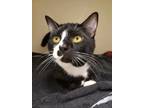 Adopt Shifeu a All Black Domestic Shorthair / Domestic Shorthair / Mixed cat in