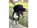 Adopt Bee Bee a Black Labrador Retriever / American Staffordshire Terrier dog in