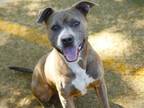 Adopt GRIZZLY a American Staffordshire Terrier, Mixed Breed