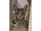 Adopt Tides (LE) a Calico or Dilute Calico Domestic Shorthair (short coat) cat