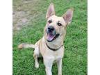 Adopt EGG a Tan/Yellow/Fawn Mixed Breed (Large) / Mixed dog in Kyle