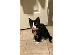 Adopt Daisy a All Black Domestic Shorthair / Domestic Shorthair / Mixed cat in