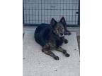 Adopt Lebron James a Brown/Chocolate - with Tan German Shepherd Dog dog in