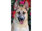 Adopt Cabo von Calden a Tan/Yellow/Fawn German Shepherd Dog / Mixed dog in Los