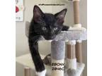 Adopt Ebony a Domestic Shorthair / Mixed (short coat) cat in Spring