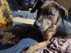 Adopt Merle a Merle Catahoula Leopard Dog / Mixed dog in Manhasset