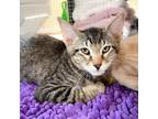 Adopt Duck Duck Goose 21 a Brown or Chocolate Domestic Shorthair / Mixed cat in