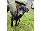 Adopt Patrick a Brown/Chocolate Labrador Retriever / Mixed Breed (Medium) /