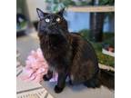 Adopt Ash a Domestic Long Hair