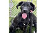 Adopt Reese a Black Labrador Retriever / Mixed dog in Woodstock, IL (38571580)