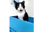 Adopt Morticia a All Black Domestic Shorthair / Domestic Shorthair / Mixed cat