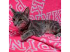 Adopt Lilah a Gray, Blue or Silver Tabby Domestic Shorthair (short coat) cat in