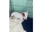Adopt Marshmallow a White - with Brown or Chocolate Basset Hound / Mixed dog in