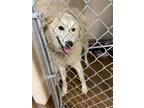 Adopt Dakota a White Husky / Great Pyrenees / Mixed dog in Winfield