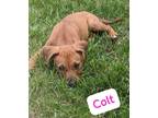 Adopt Colt a Tan/Yellow/Fawn - with Black Mixed Breed (Medium) / Mixed dog in