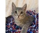 Adopt Linc a Gray or Blue Domestic Shorthair / Mixed cat in Evansville