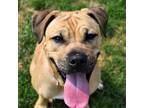 Adopt Topaz a Tan/Yellow/Fawn Boxer / Mixed dog in Waynesboro, PA (38468560)