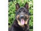 Adopt Sire von Siegbach a Black - with Tan, Yellow or Fawn German Shepherd Dog /