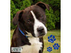 Adopt Zeus a Black American Pit Bull Terrier / Retriever (Unknown Type) / Mixed