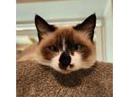 Adopt Gloria a Tan or Fawn Tabby Hemingway/Polydactyl / Mixed cat in Brighton