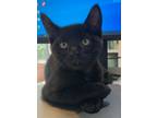 Adopt Gobi a All Black Domestic Shorthair / Domestic Shorthair / Mixed cat in