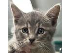 Adopt Link a Tiger Striped Domestic Shorthair (short coat) cat in Huntley