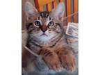 Adopt Cal's Spunky a Brown Tabby Domestic Shorthair (short coat) cat in Los