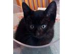 Adopt Cal's Pepper a All Black Domestic Shorthair (short coat) cat in Los Lunas
