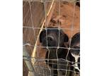 Adopt Mittens a Black Labrador Retriever / Mixed dog in Mexia, TX (33459046)
