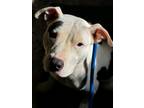 Adopt Brooke a White - with Black Pit Bull Terrier / Mixed dog in Bodfish