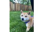 Adopt Koko a Red/Golden/Orange/Chestnut - with White Shiba Inu / Mixed dog in