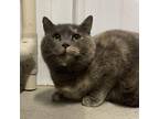 Adopt Rhea a Tortoiseshell Domestic Shorthair / Mixed cat in Spanish Fork