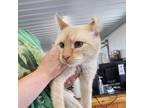 Adopt Juri a Orange or Red Domestic Shorthair / Mixed cat in Spanish Fork