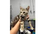 Adopt Tiger a Tiger Striped Domestic Shorthair cat in Whiteville, NC (38376364)