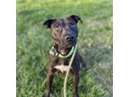 Adopt Kissy Face a Black American Pit Bull Terrier / Mixed dog in Warrensburg