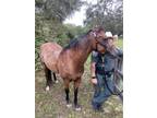 Adopt Stray/W Quince St a Buckskin Quarterhorse / Quarterhorse / Mixed horse in