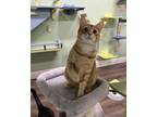 Adopt Sparkz a Orange or Red Tabby Domestic Shorthair (short coat) cat in