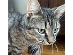 Adopt Daisy a Gray, Blue or Silver Tabby Tabby (short coat) cat in West