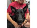 Adopt CLAY a Black German Shepherd Dog / Chow Chow / Mixed dog in Littleton